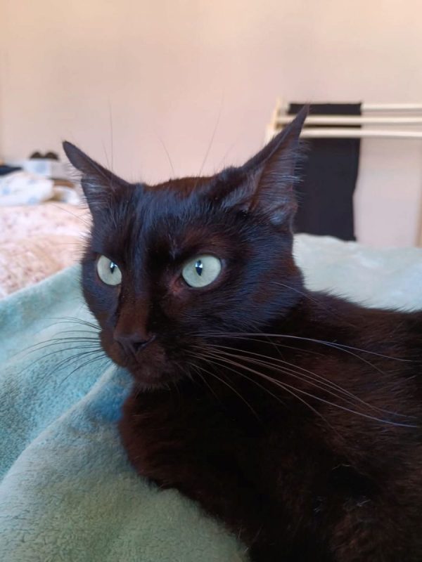 Agatha - Chat à adopter - photo 3