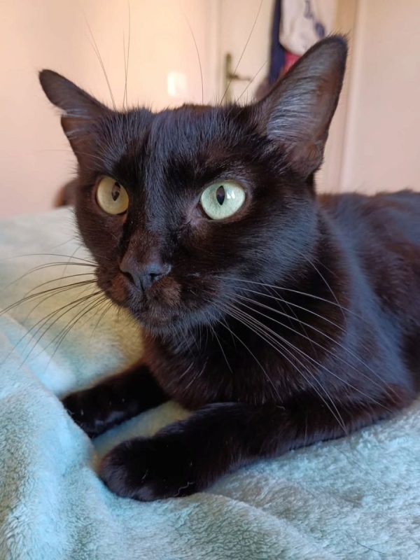 Agatha - Chat à adopter - photo 9
