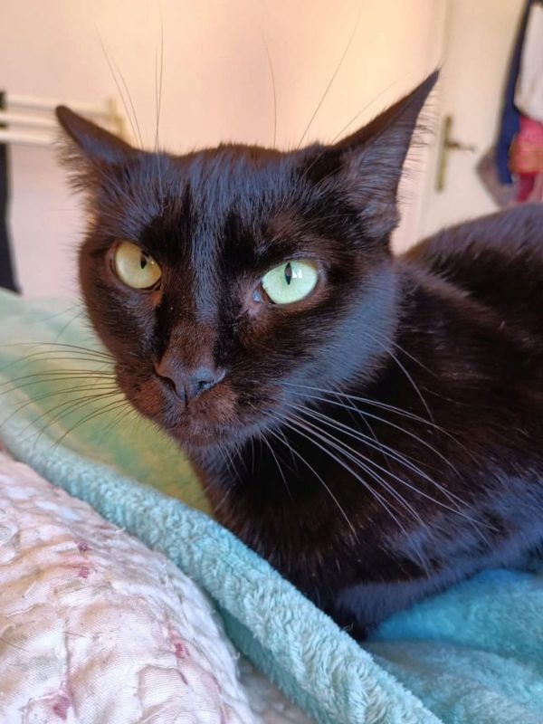 Agatha - Chat à adopter - photo 5