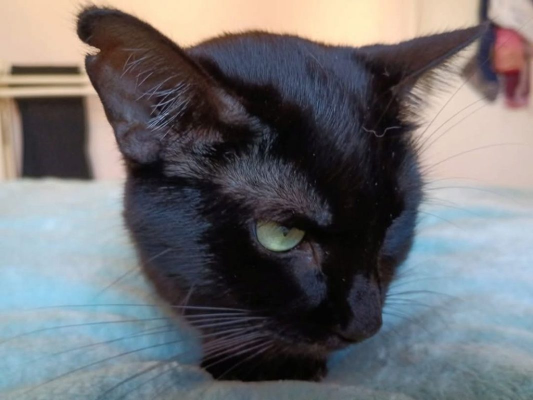 Agatha - Chat à adopter - photo 4