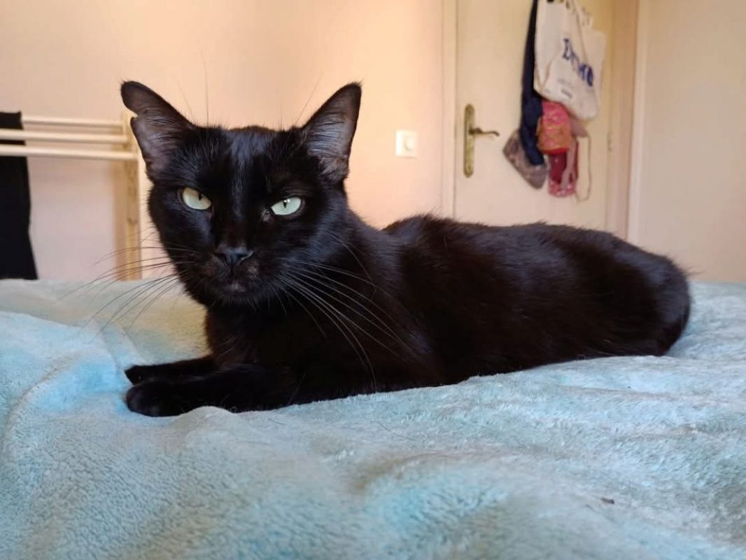 Agatha - Chat à adopter