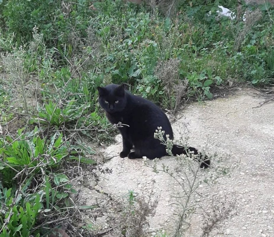 Malva - Chat à adopter - photo 3