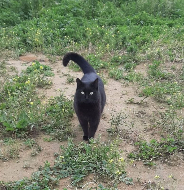Malva - Chat à adopter - photo 2