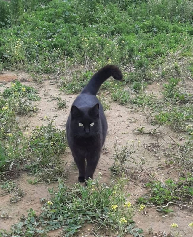 Malva - Chat à adopter