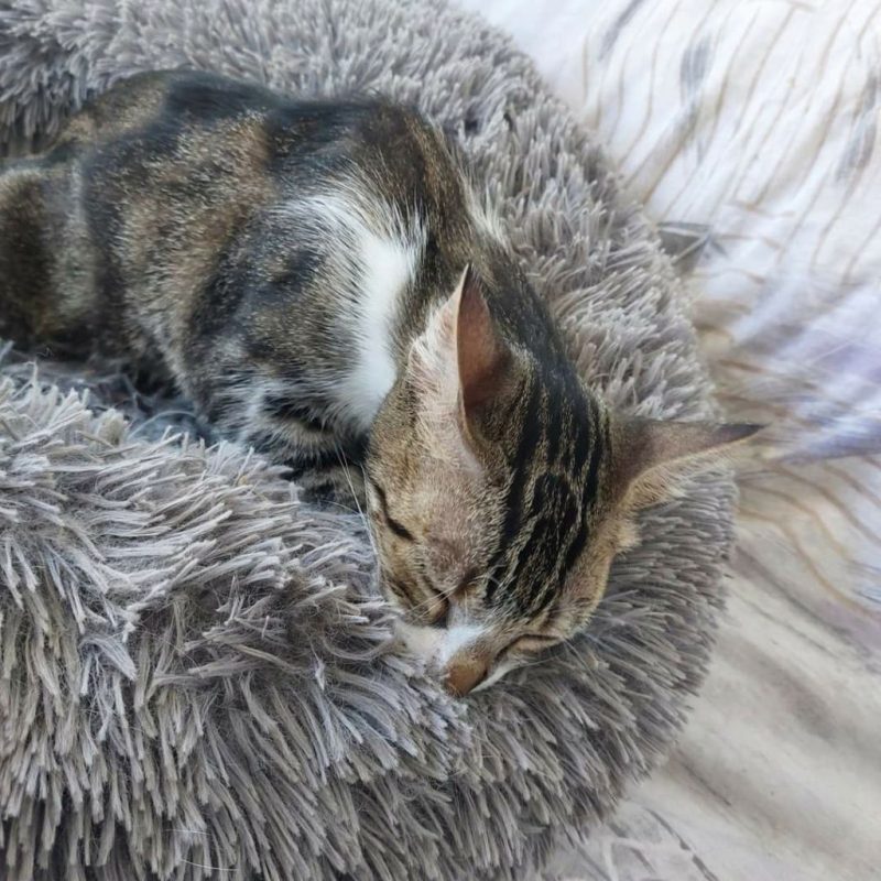 Holly (tigrée blanche) - Chat à adopter