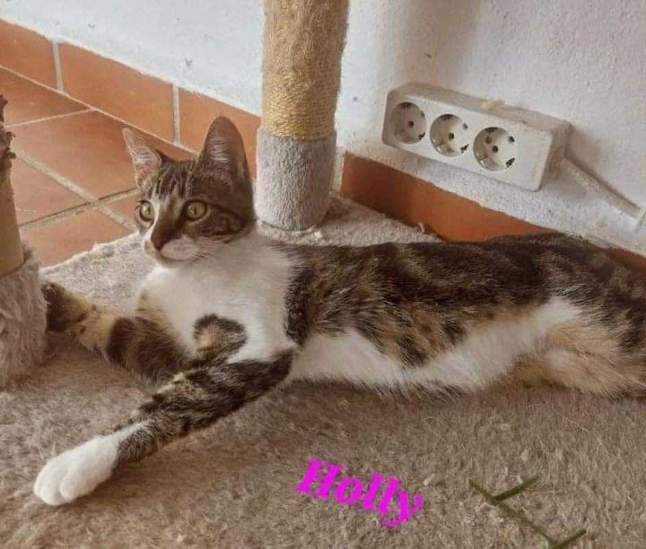 Holly (tigrée blanche) - Chat à adopter - photo 2