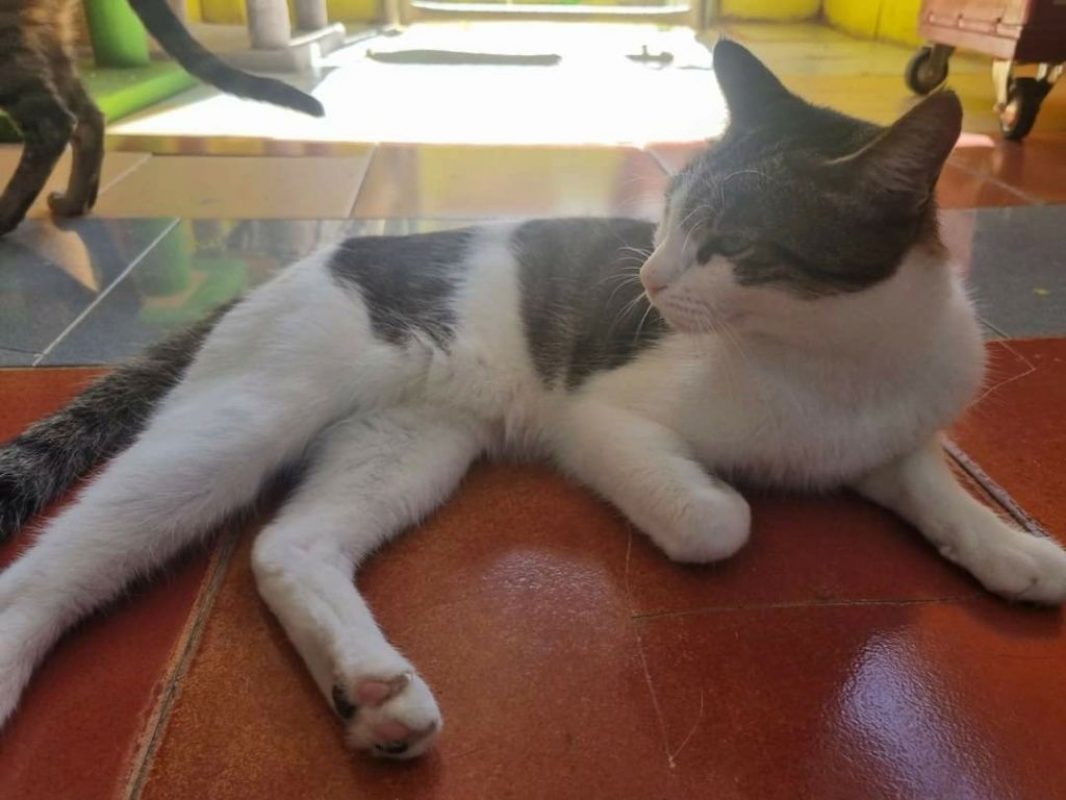 Gosolina - Chat à adopter - photo 3