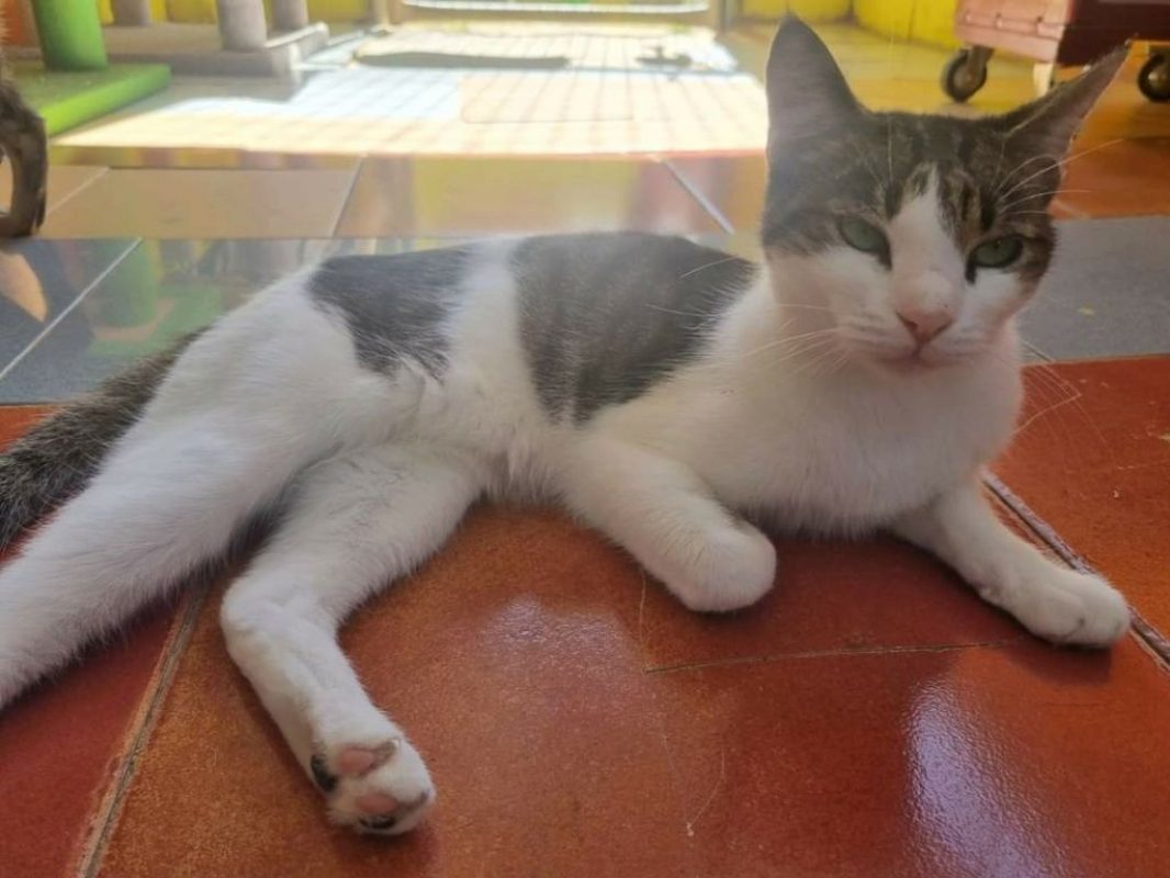 Gosolina - Chat à adopter