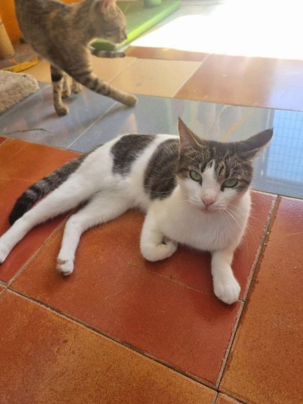 Gosolina - Chat à adopter - photo 2