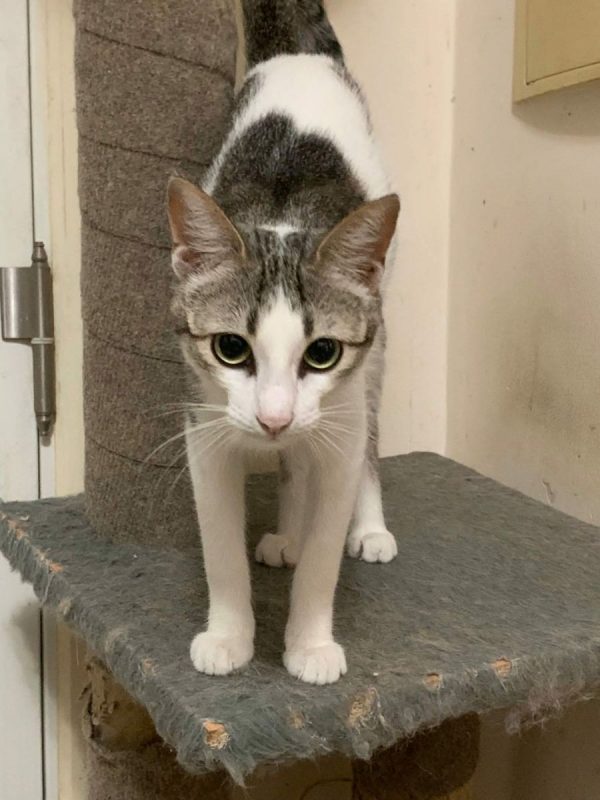 Kiara - Chat à adopter - photo 4
