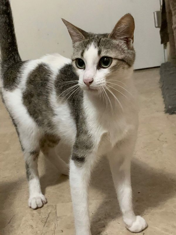 Kiara - Chat à adopter