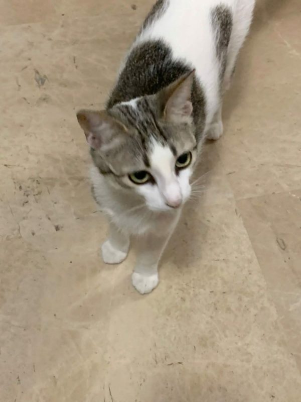 Kiara - Chat à adopter - photo 2