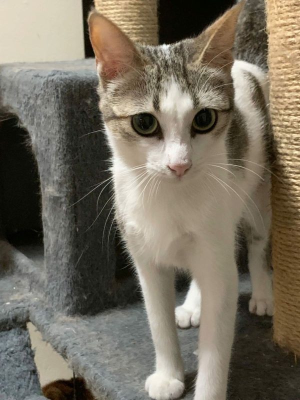 Kiara - Chat à adopter - photo 3