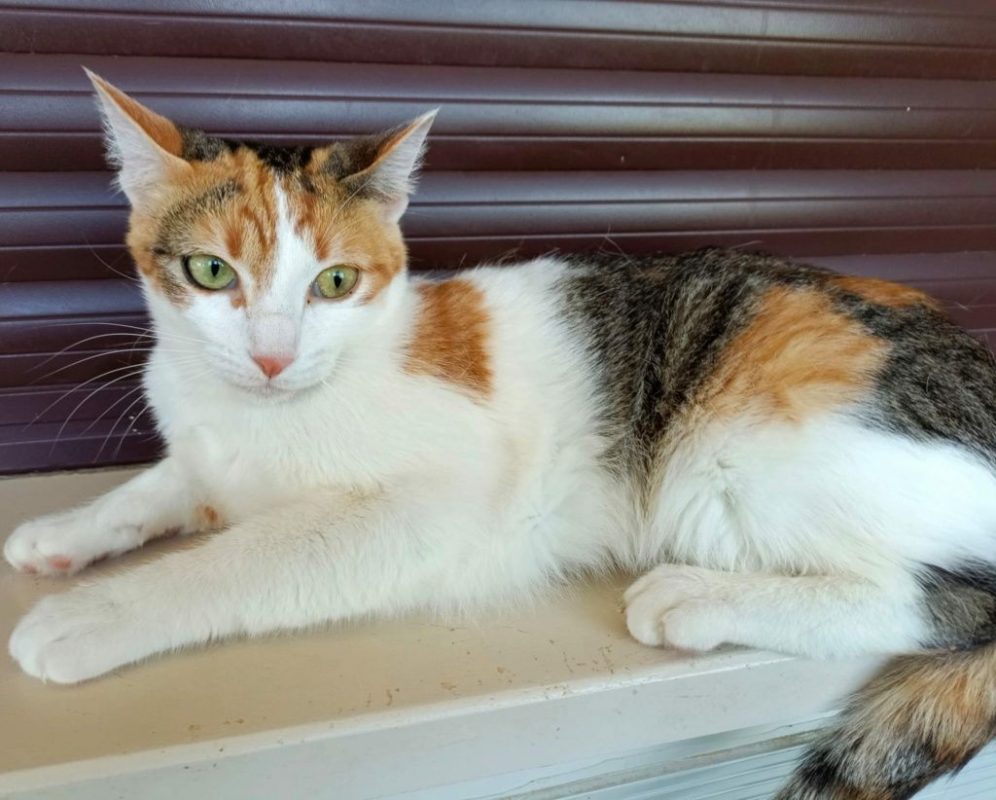 Miel - Chat à adopter - photo 2