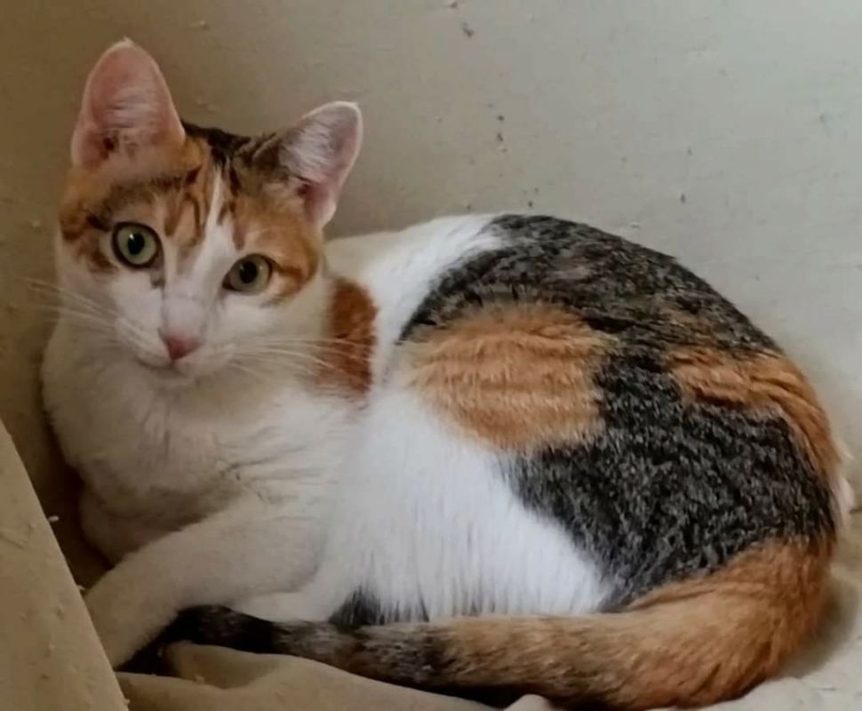 Miel - Chat à adopter