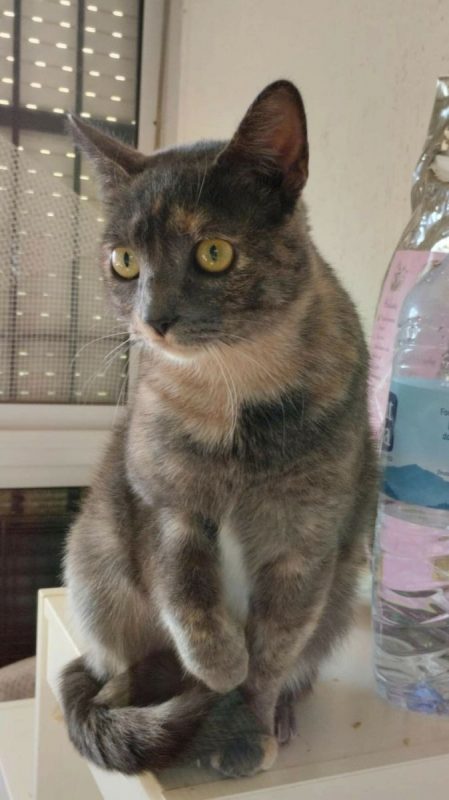 Princesa - Chat à adopter