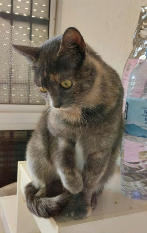 Princesa - Chat à adopter - photo 2