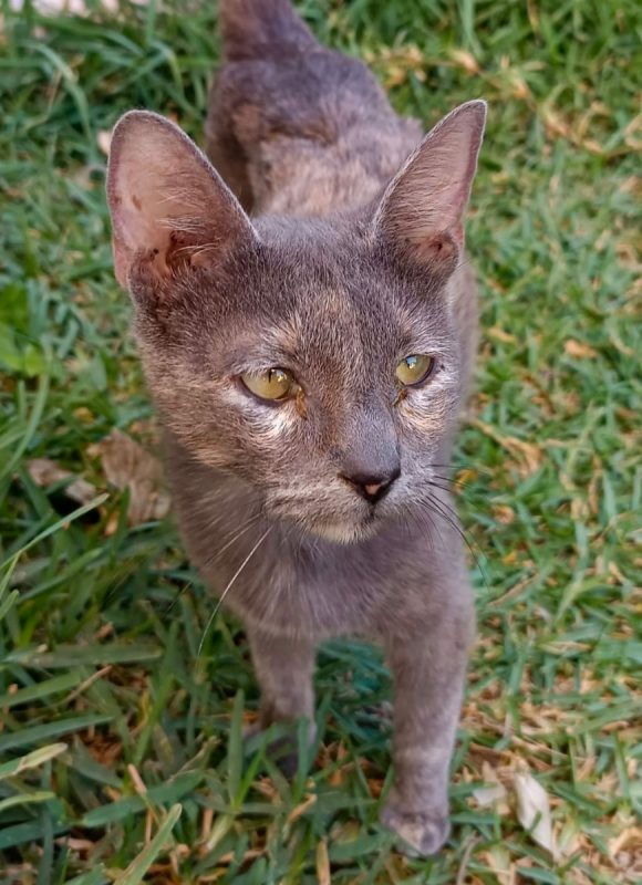 Agata - Chat à adopter - photo 2