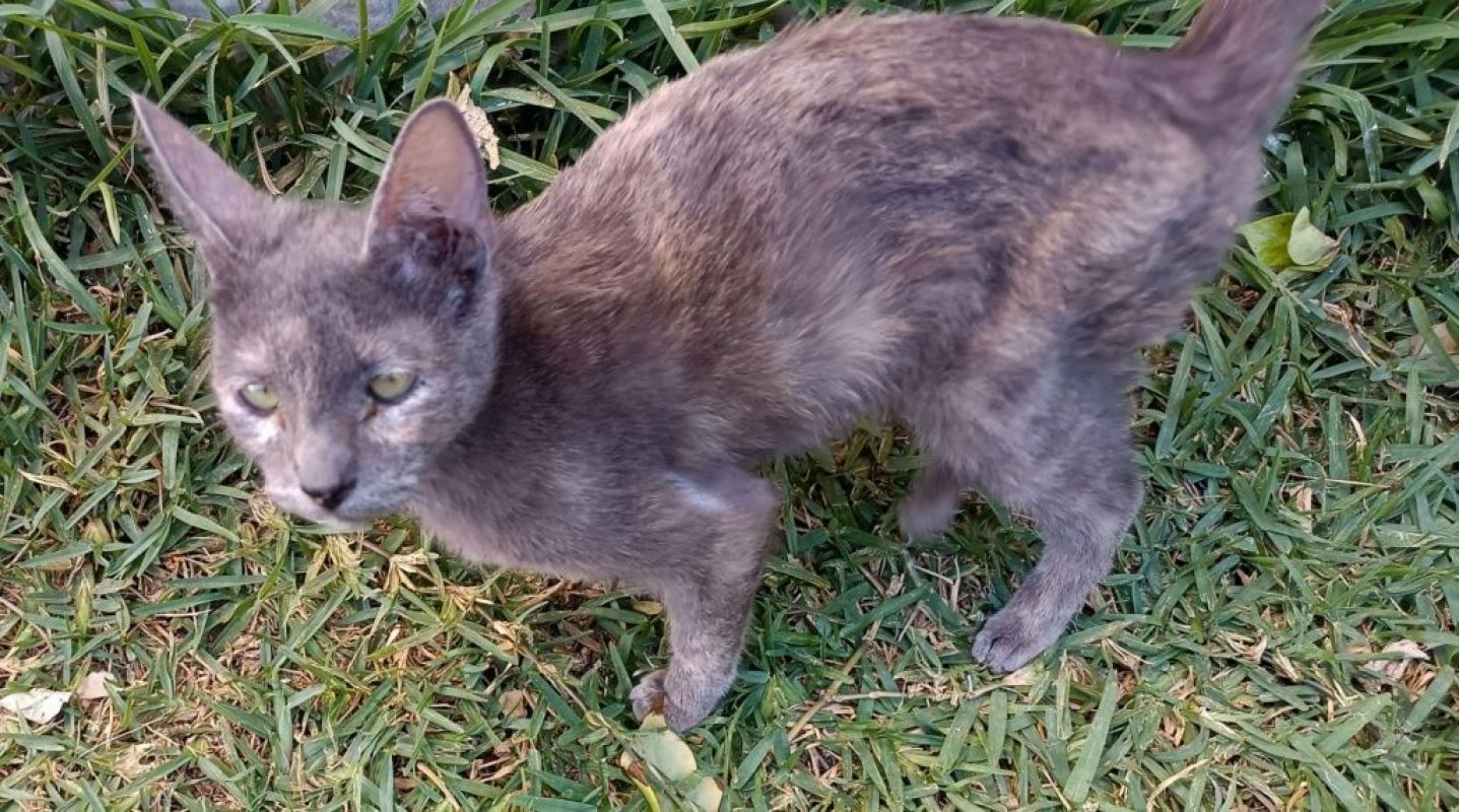 Agata - Chat à adopter - photo 3