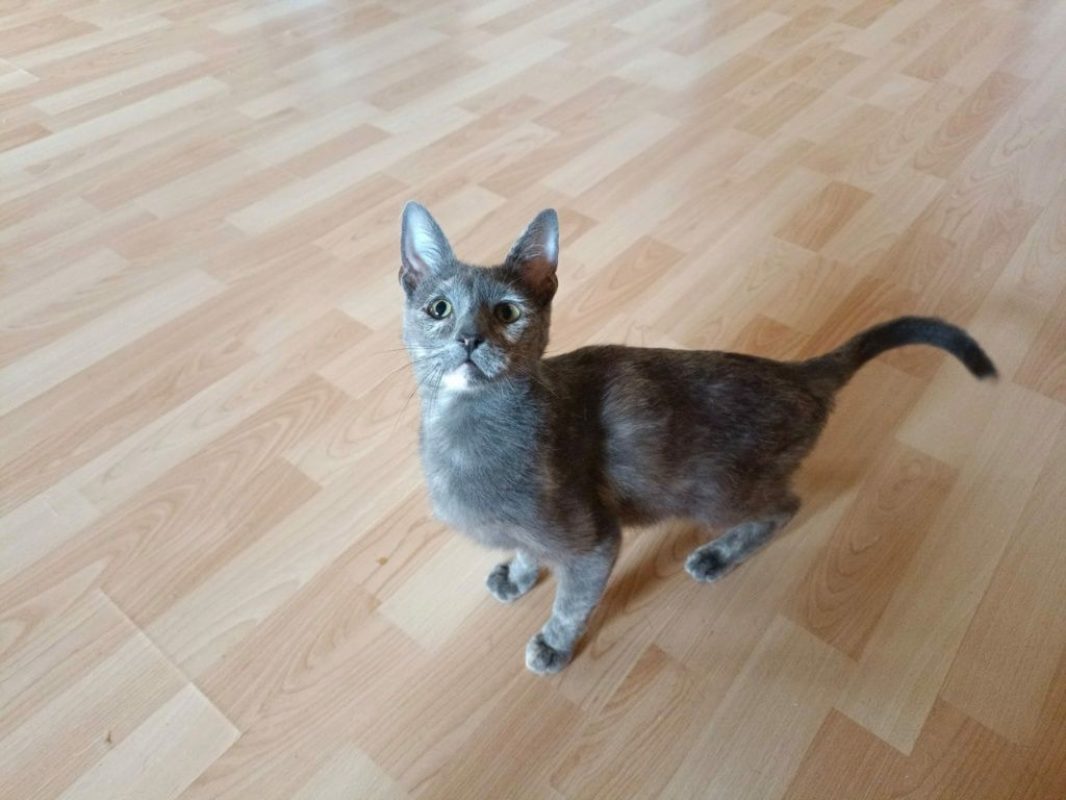 Agata - Chat à adopter
