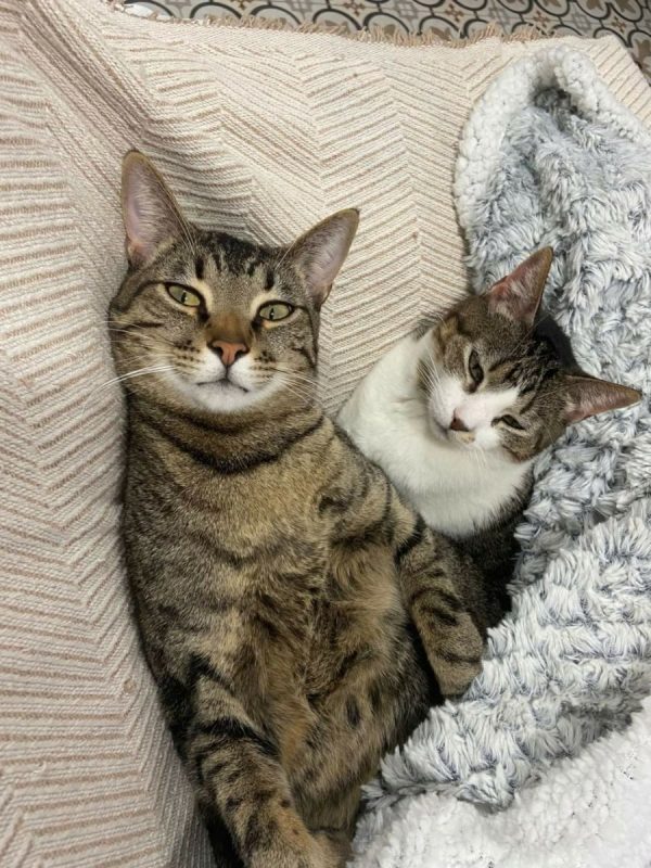 Dulce et Puchero - Chat à adopter