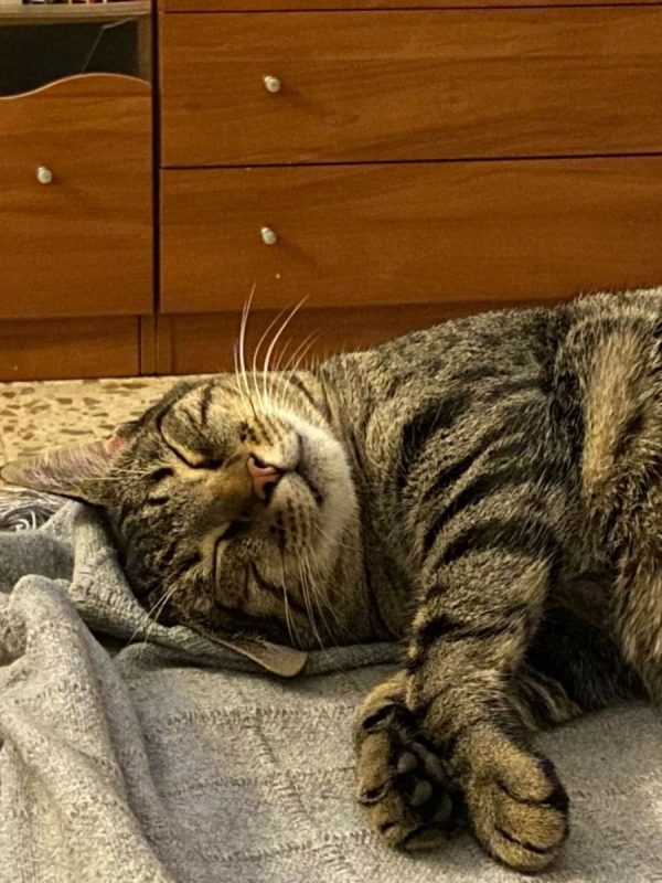 Dulce et Puchero - Chat à adopter - photo 4