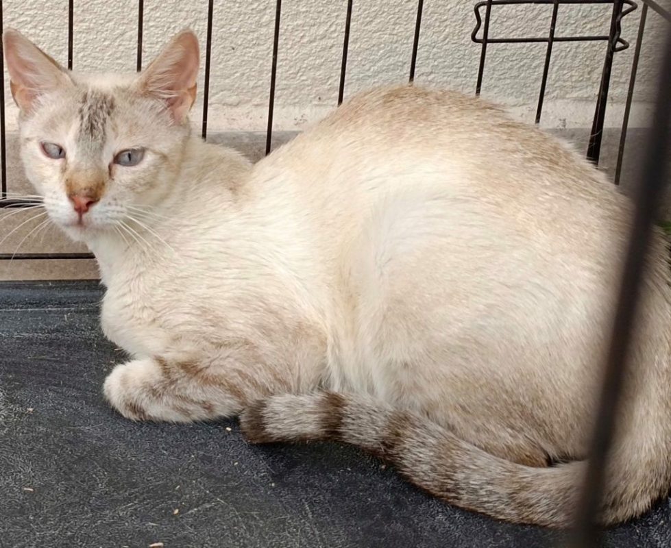 Neka - Chat à adopter