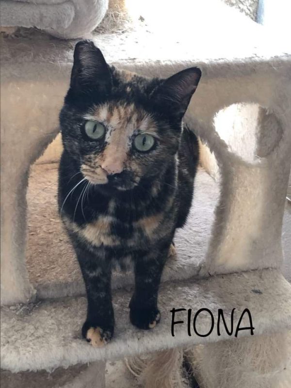 Fiona - Chat à adopter - photo 4