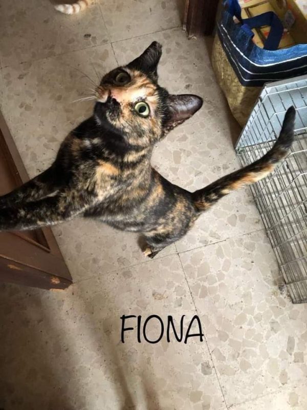 Fiona - Chat à adopter - photo 5
