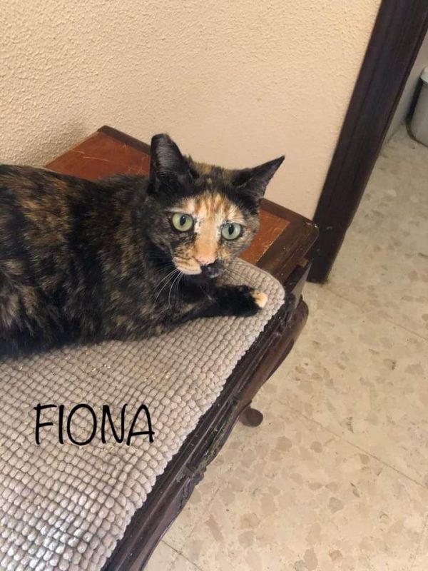 Fiona - Chat à adopter - photo 3