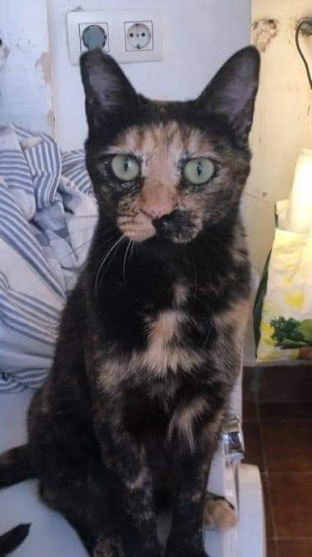 Fiona - Chat à adopter - photo 2
