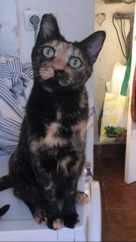Fiona - Chat à adopter