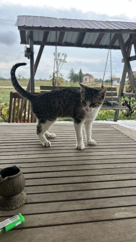 Tomi - Chat à adopter - photo 3
