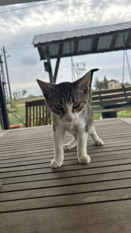 Tomi - Chat à adopter