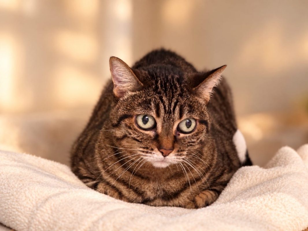 Minette - Chat Européen à adopter