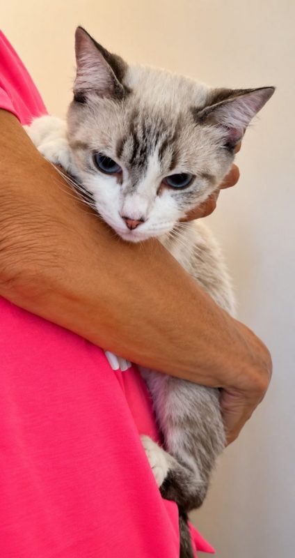 STACY - Chat à adopter - photo 4