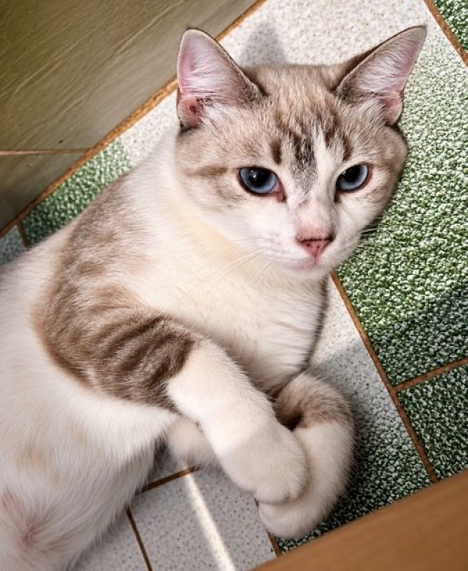 STACY - Chat à adopter