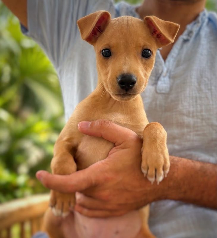 STELLA - Chien à adopter - photo 4