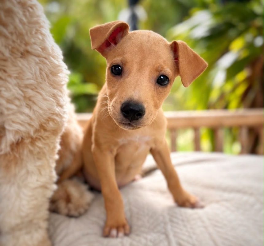 STELLA - Chien à adopter