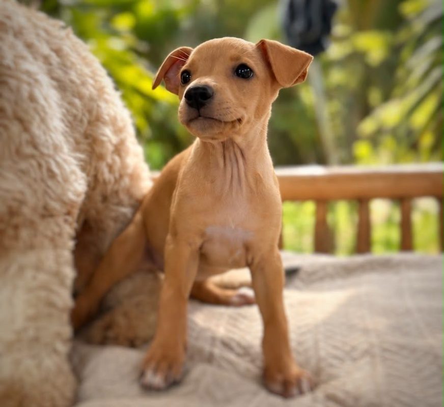 STELLA - Chien à adopter - photo 5