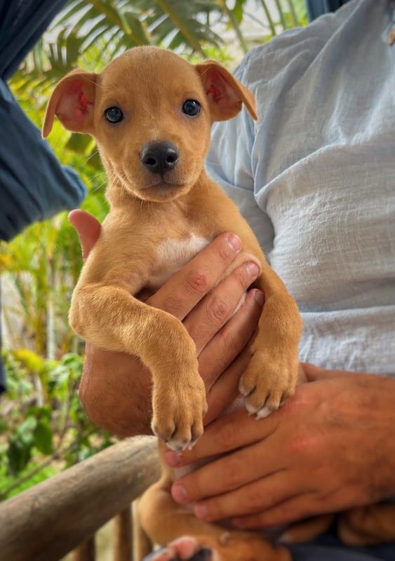 STELLA - Chien à adopter - photo 2