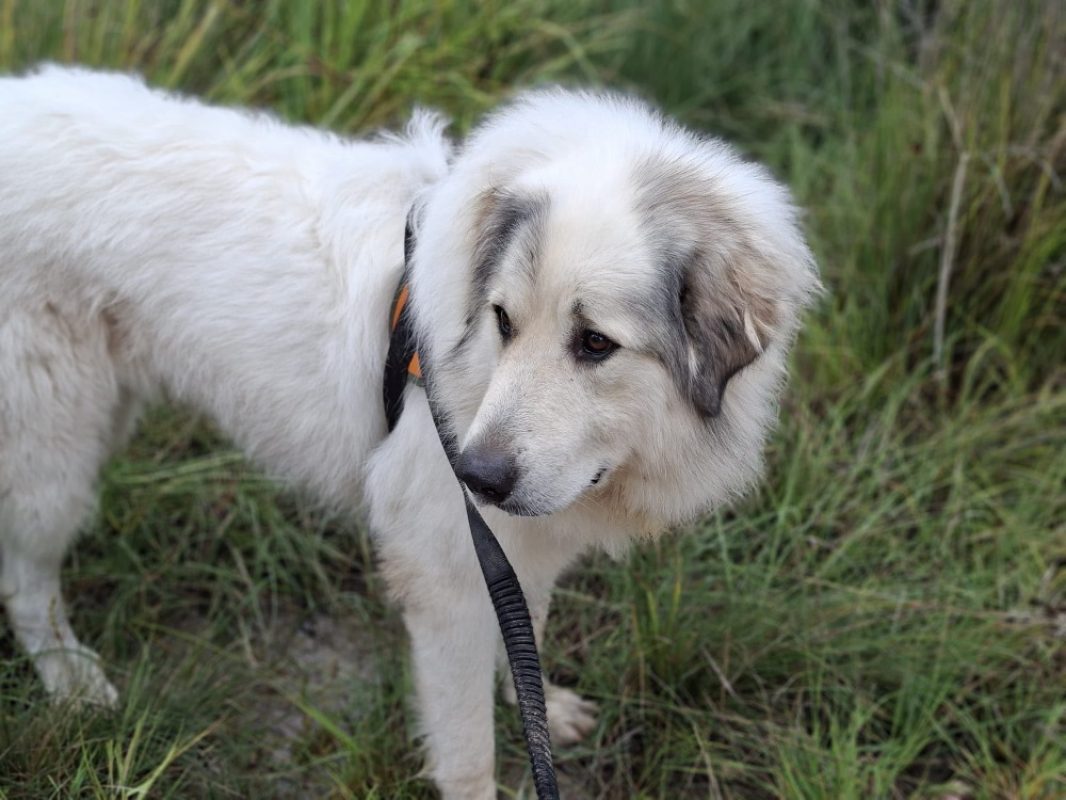 Urban - Chien Chien de montagne des Pyrénées à adopter - photo 2