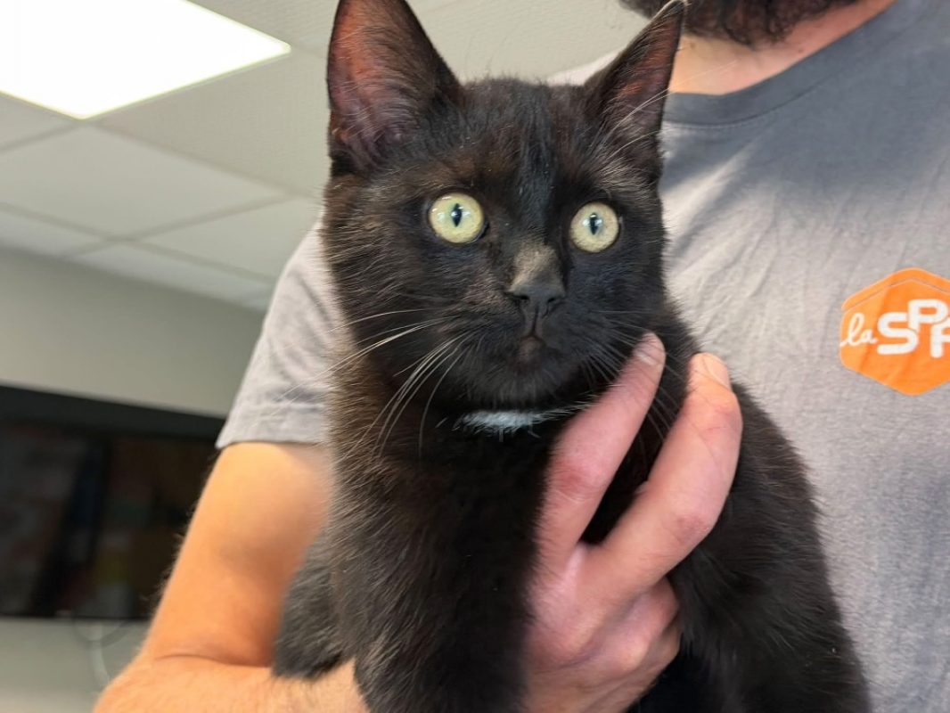 Herisson - Chat Européen à adopter