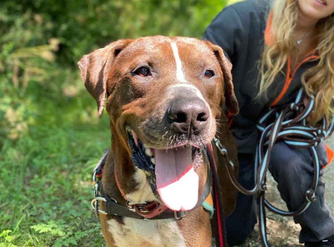 Koska - Chien à adopter