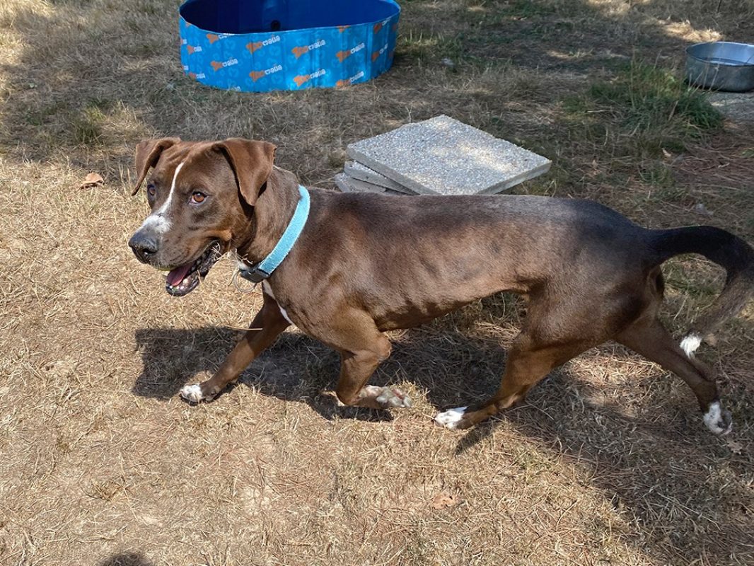 Koska - Chien à adopter - photo 2