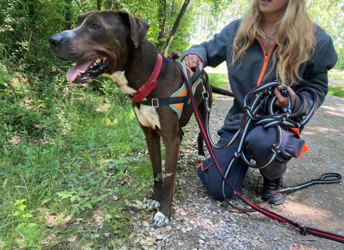 Koska - Chien à adopter - photo 3