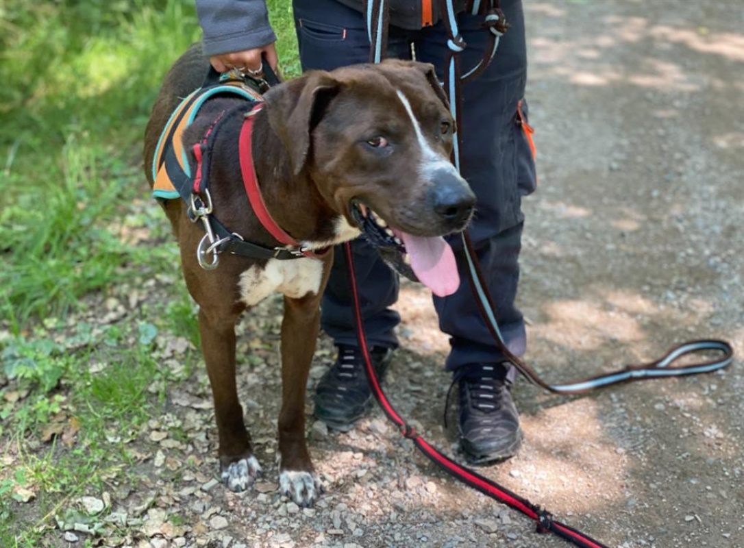 Koska - Chien à adopter - photo 4
