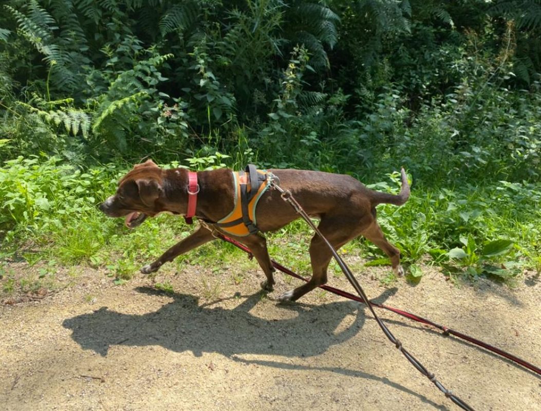 Koska - Chien à adopter - photo 5