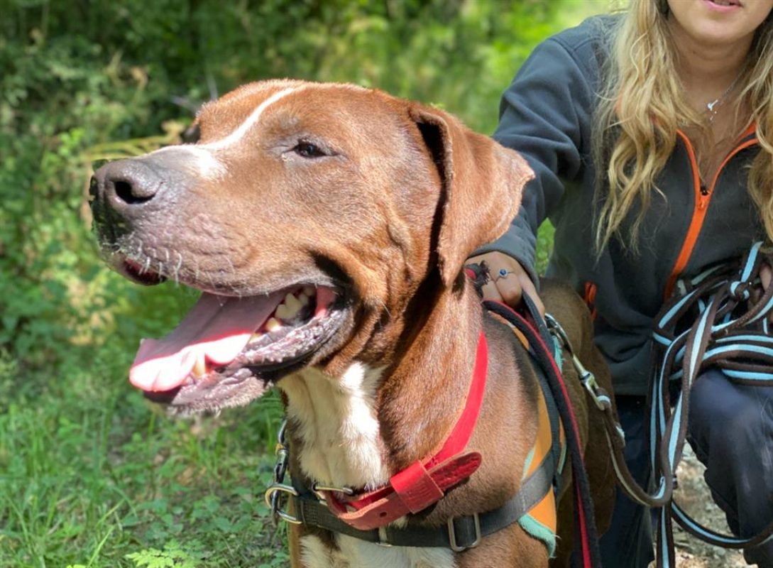 Koska - Chien à adopter - photo 6