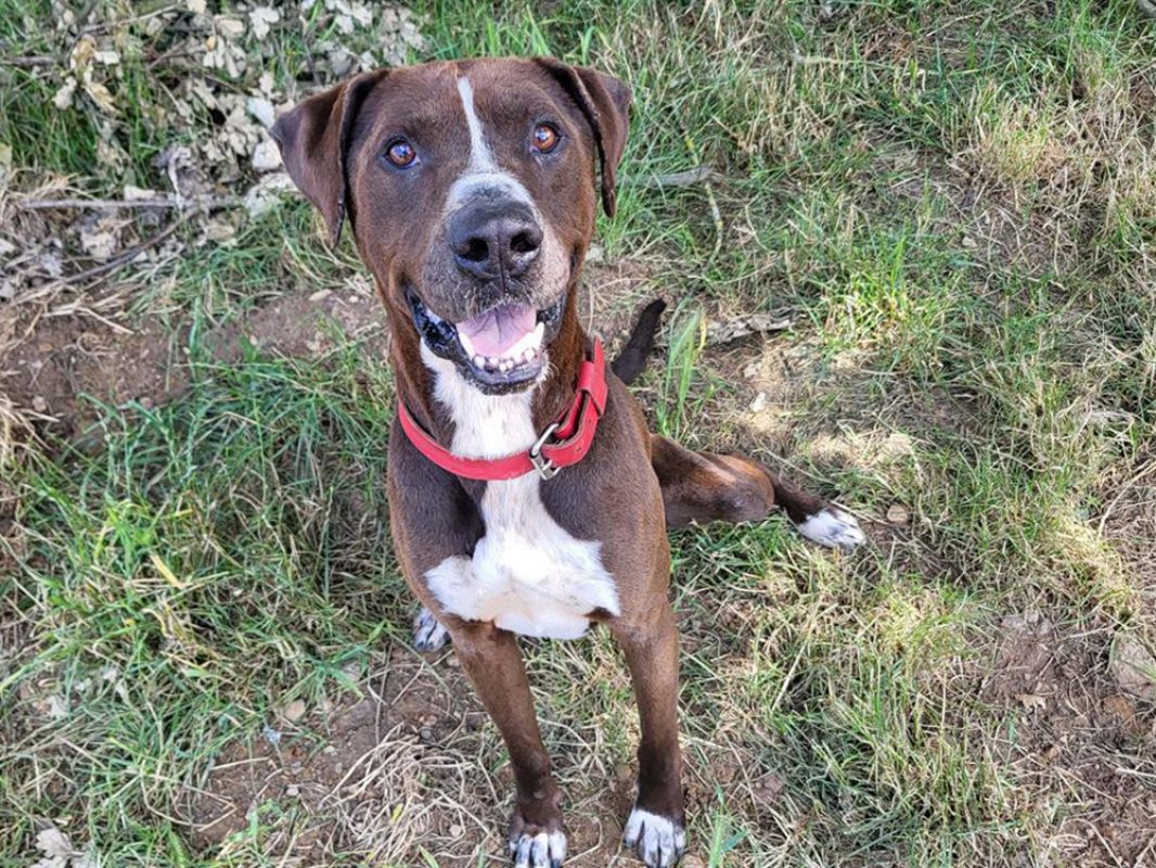 Koska - Chien à adopter - photo 7